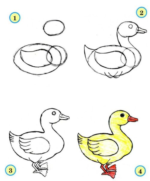 Утка поэтапное рисование