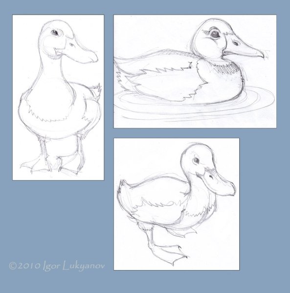 Уточка карандашом