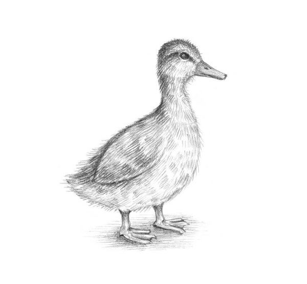 Утка нарисованная