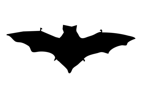 Летучая мышь на белом фоне