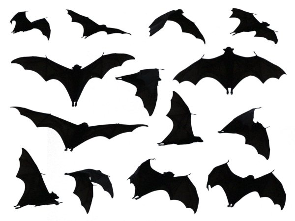 Black bat (чёрная летучая мышь)