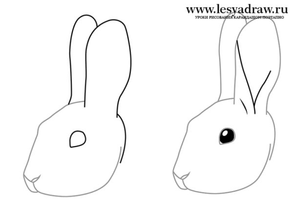 Поэтапное рисование кролика