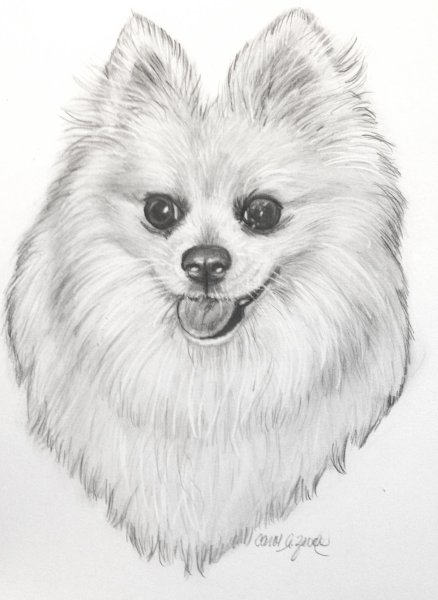 Померанский шпиц для срисовки