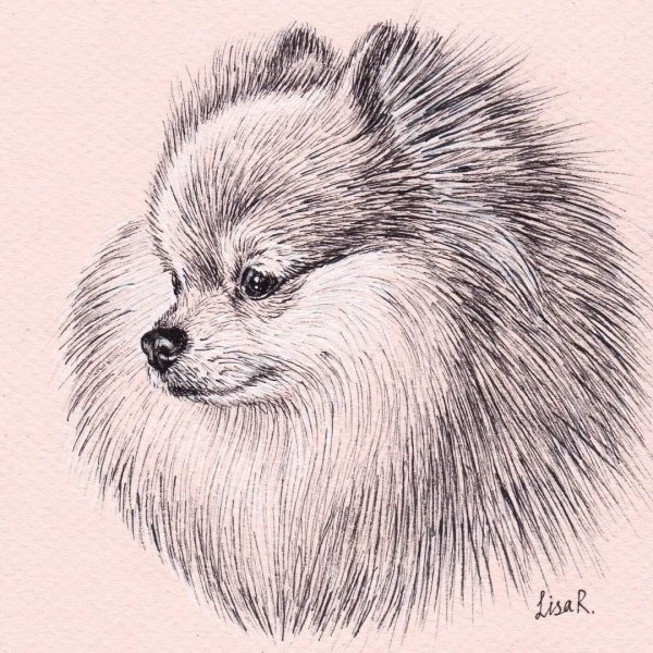 Померанский шпиц карандашом