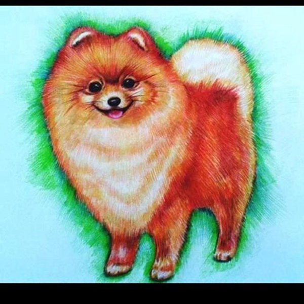 Нарисовать померанского шпица