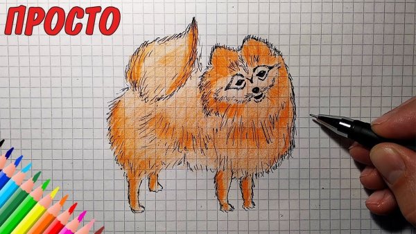 Рисунок шпица лёгкий для детей