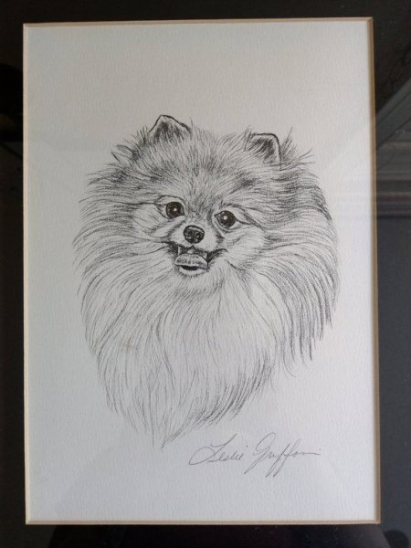 Шпиц померанский набросок