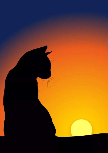 Кошка на закате