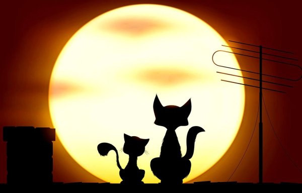 Силуэт кошки на закате