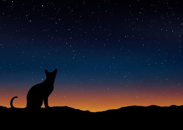 Силуэт кота на фоне Луны