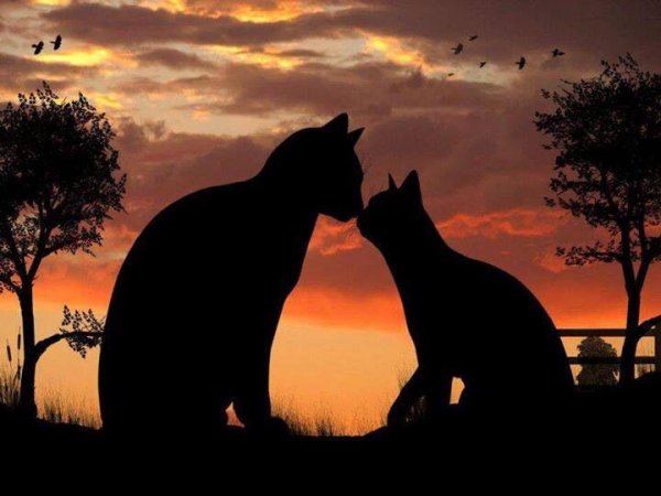 Две кошки на закате