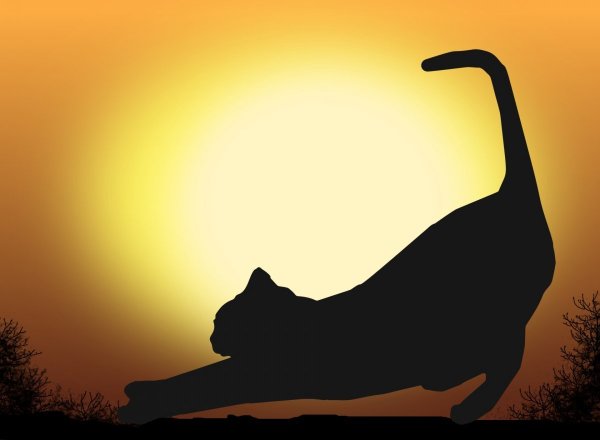 Пейзаж с силуэтом кошки