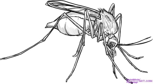 Комар раскраска