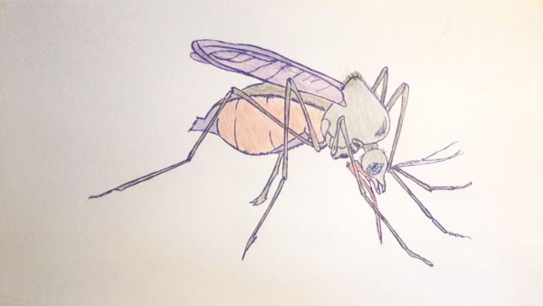 Нарисовать комара ребенку