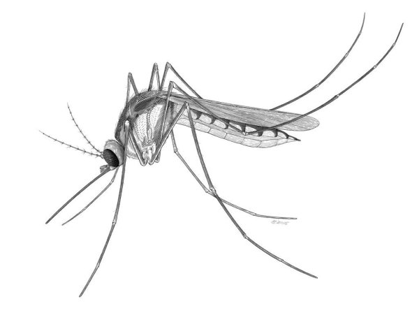 Комар трафарет