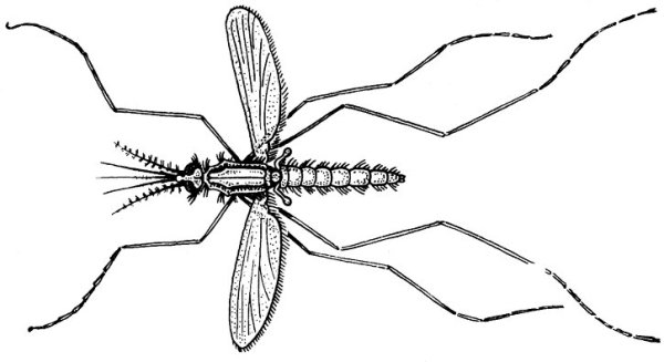 Комар раскраска для детей