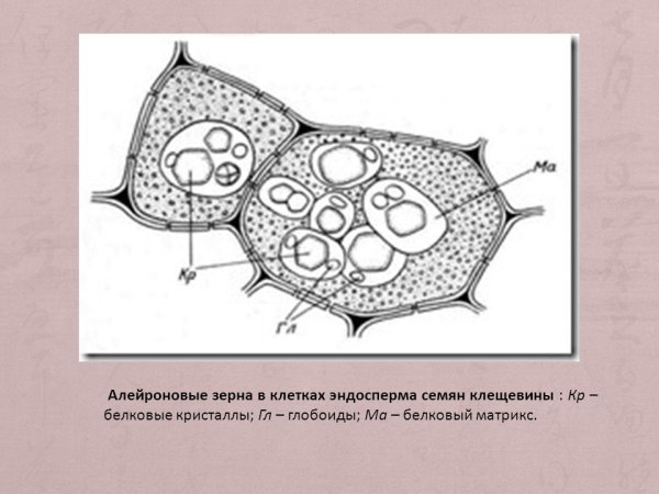 Алейроновые зерна в семенах клещевины