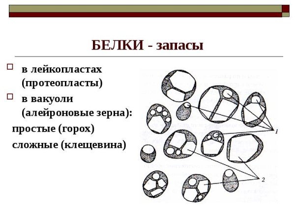 Сложное алейроновое зерно строение