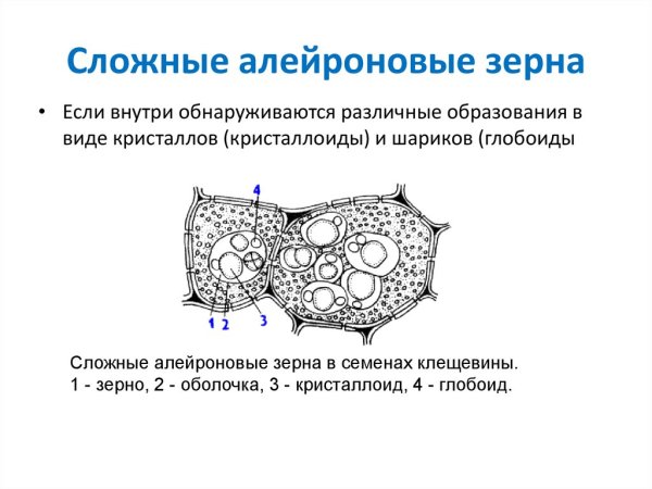 Сложные алейроновые зерна семени клещевины