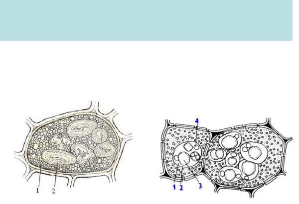 Алейроновое зерно и крахмальное зерно