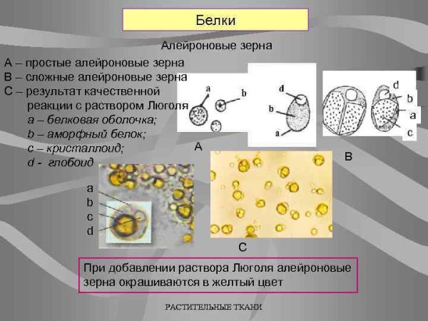 Алейроновые зерна Фармакогнозия