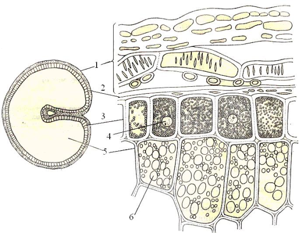 Алейроновое зерно и крахмальное зерно