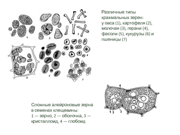 Белковые включения строение
