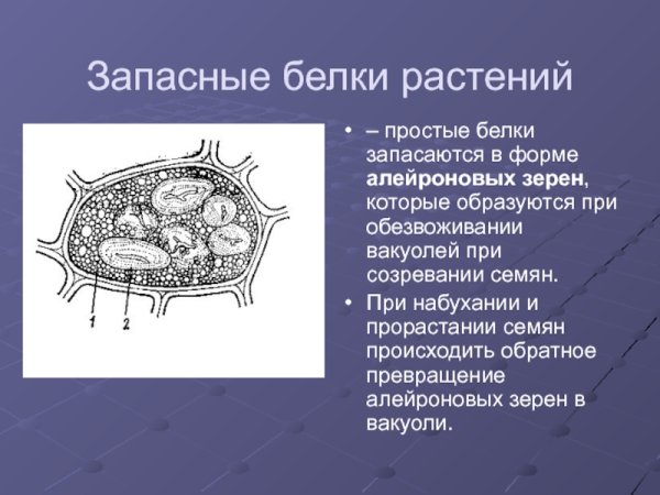 Белковые алейроновые зерна