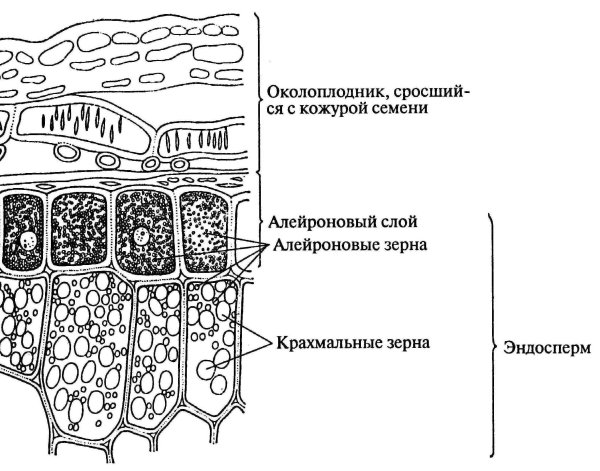 Алейроновые зерна в семенах клещевины