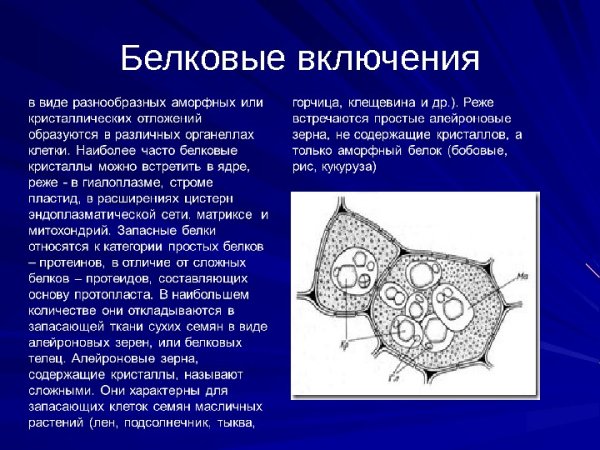 Алейроновые зерна семя фасоли