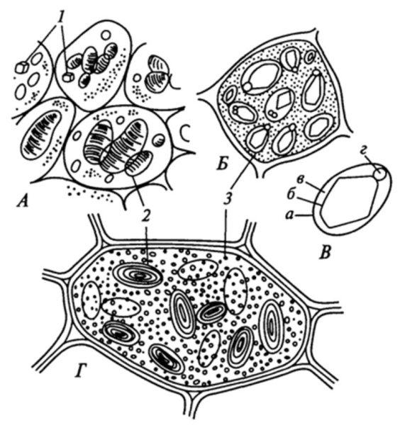Крахмальные зерна кукурузы под микроскопом