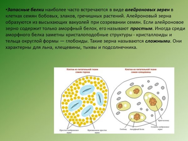 Алейроновые зерна рисунок
