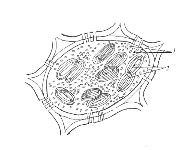 Алейроновые зерна Зерновка пшеницы эндосперм