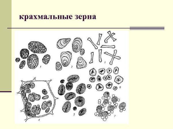 Поперечный срез клубня картофеля микроскоп