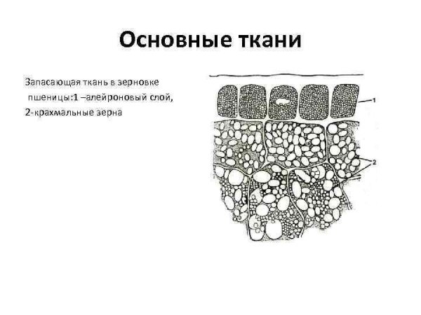 Кристаллы оксалата кальция в клетках растений