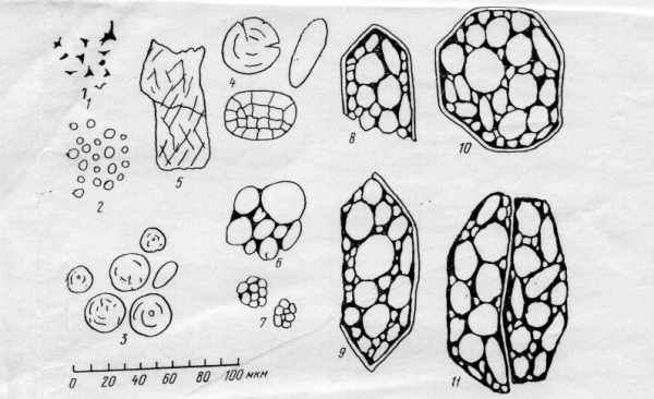 Крахмальные зерна клубня картофеля