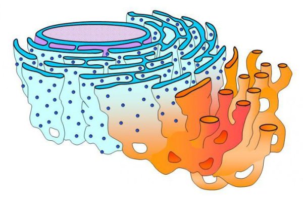 Гладкая эндоплазматическая сеть в клетке