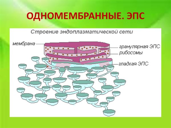 Эндоплазматическая сеть строение рисунок