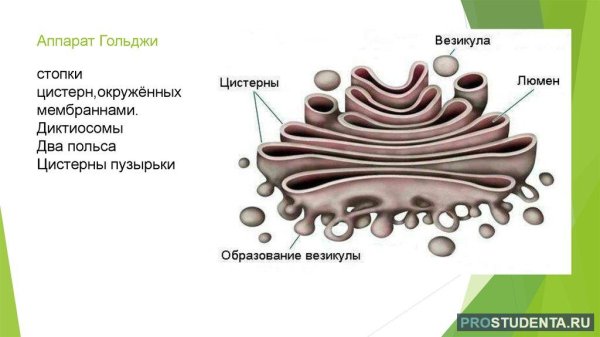 Аппарат Гольджи строение органоида