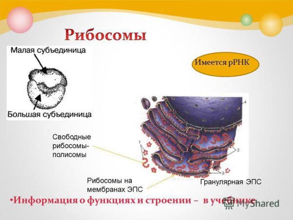 Эндоплазматическая сеть мембрана рибосома
