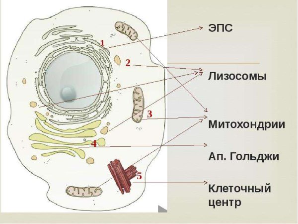 Строение ЭПС клетки