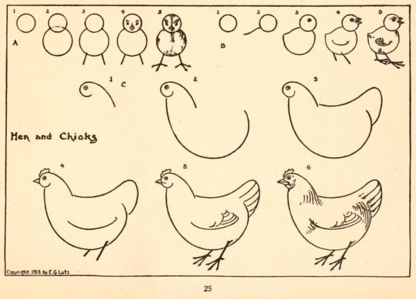 Этапы рисования курицы