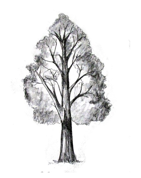 Дерево карандашом