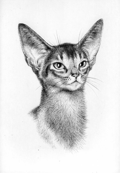 Абиссинская кошка