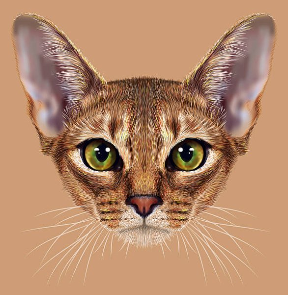 Абиссинская кошка портрет