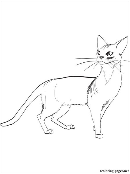Абиссинская кошка раскрасы