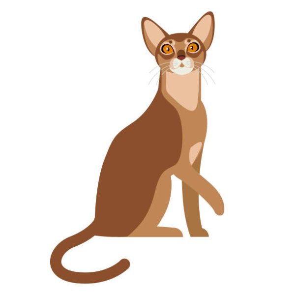 Абиссинская кошка вектор