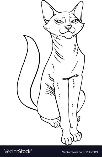Абиссинская кошка раскраска