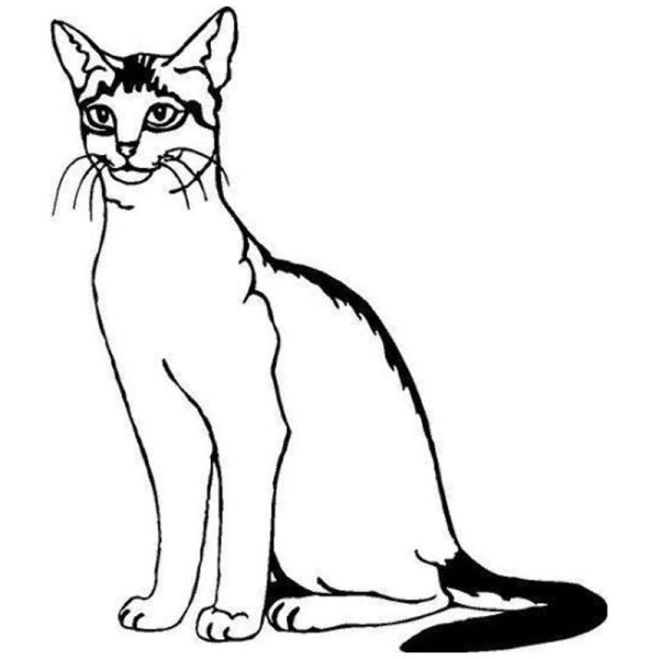 Раскраски кошек абиссинец
