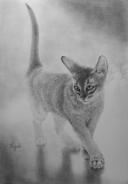 Абиссинец черно белый